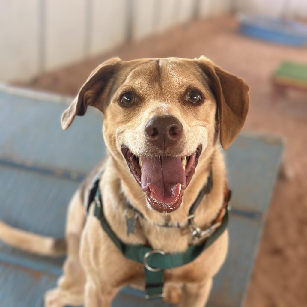 Dwayne, an adoptable Hound in Kanab, UT, 84741 | Photo Image 1