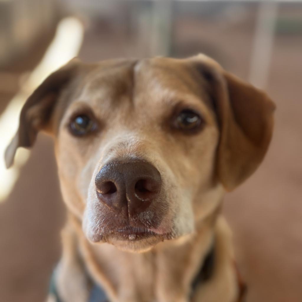 Dwayne, an adoptable Hound in Kanab, UT, 84741 | Photo Image 3