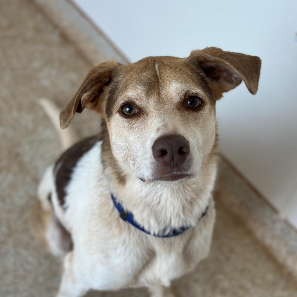 Dwayne, an adoptable Hound in Kanab, UT, 84741 | Photo Image 3