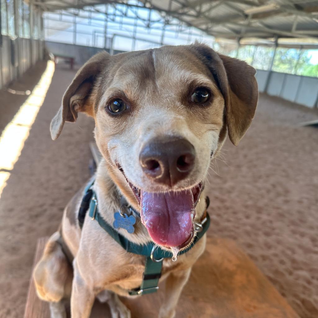 Dwayne, an adoptable Hound in Kanab, UT, 84741 | Photo Image 5