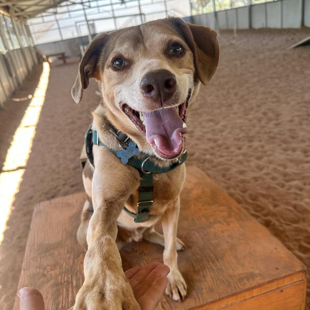 Dwayne, an adoptable Hound in Kanab, UT, 84741 | Photo Image 6