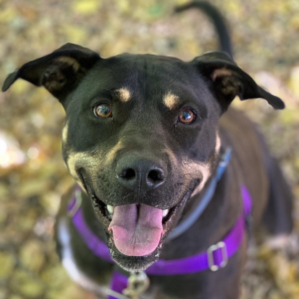 Virginia, an adoptable Shepherd in Kanab, UT, 84741 | Photo Image 1