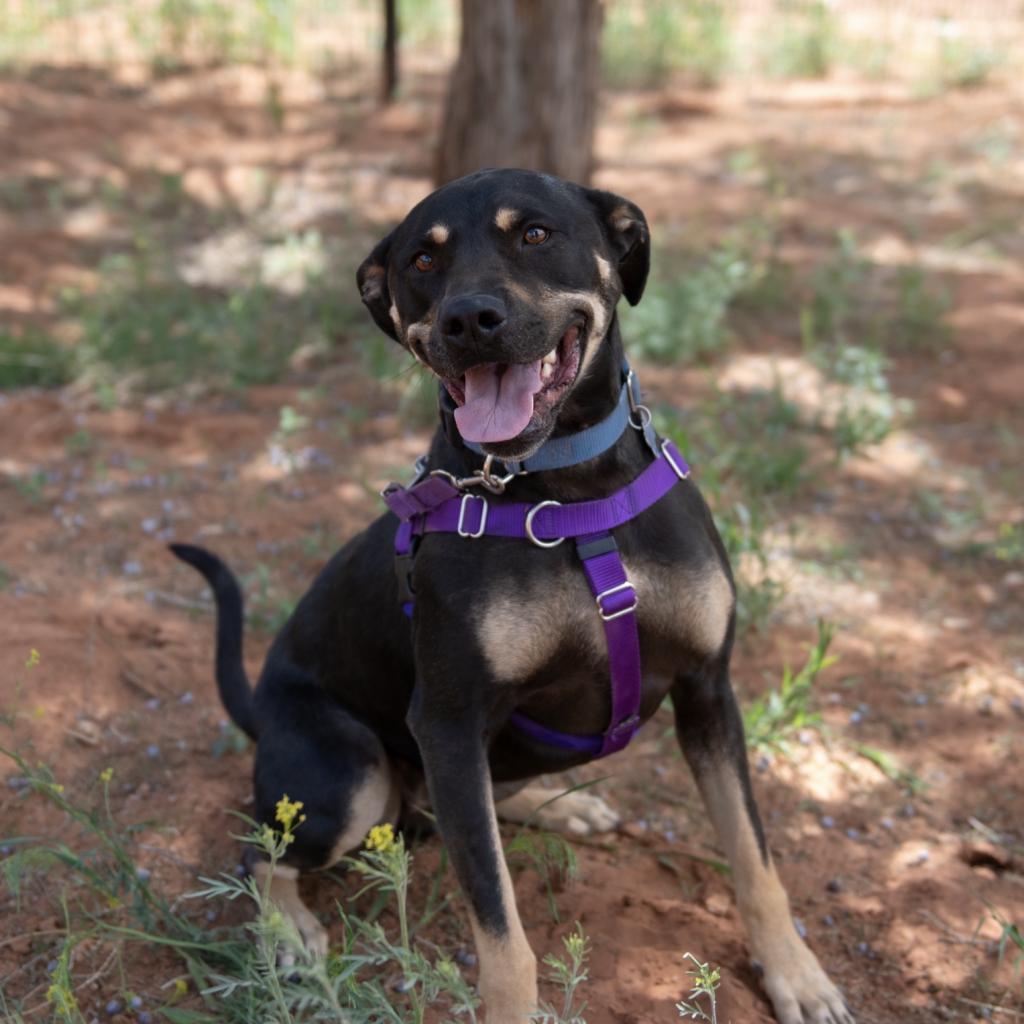 Virginia, an adoptable Shepherd in Kanab, UT, 84741 | Photo Image 2