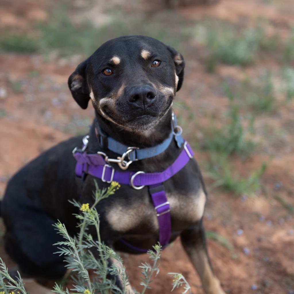 Virginia, an adoptable Shepherd in Kanab, UT, 84741 | Photo Image 3