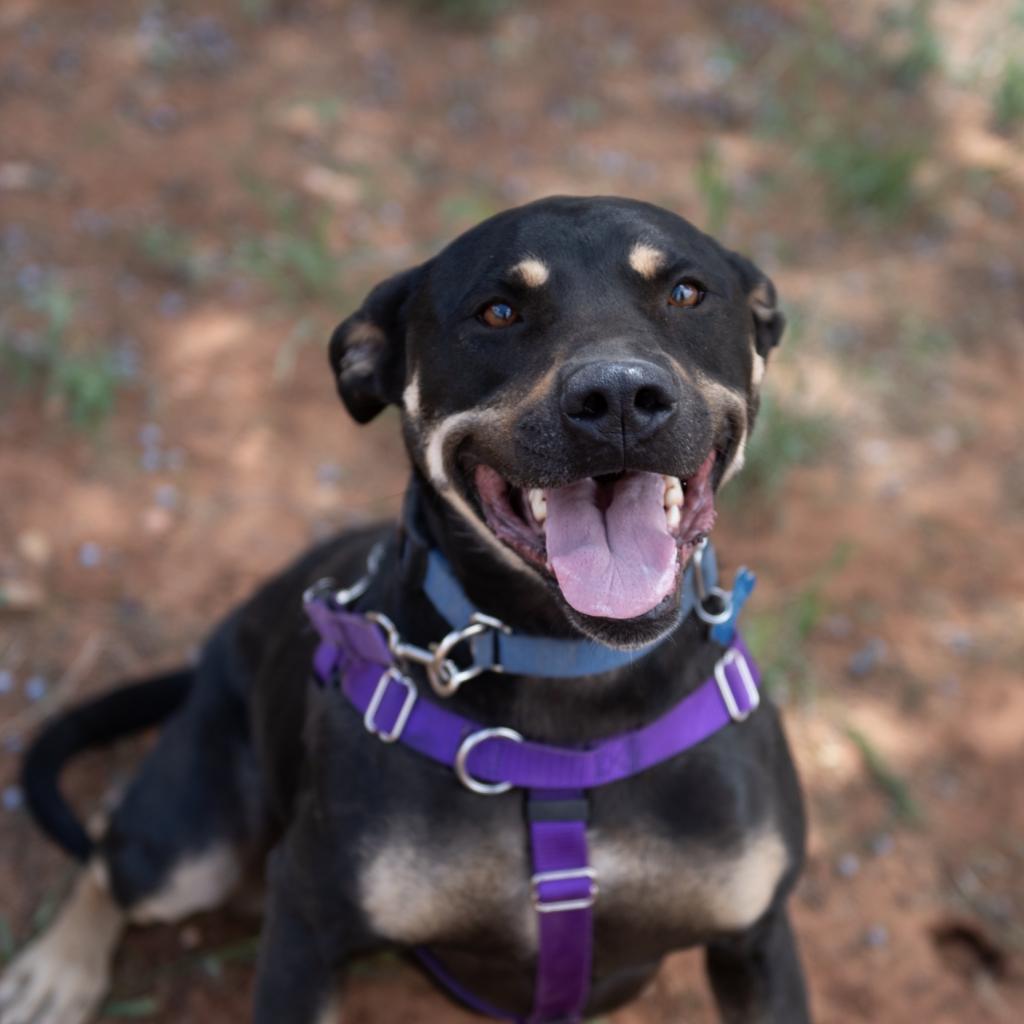 Virginia, an adoptable Shepherd in Kanab, UT, 84741 | Photo Image 4