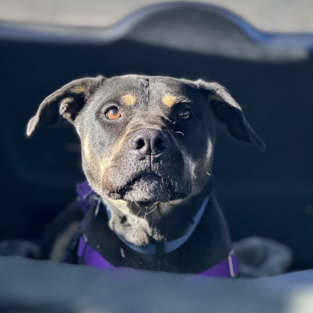 Virginia, an adoptable Shepherd in Kanab, UT, 84741 | Photo Image 5