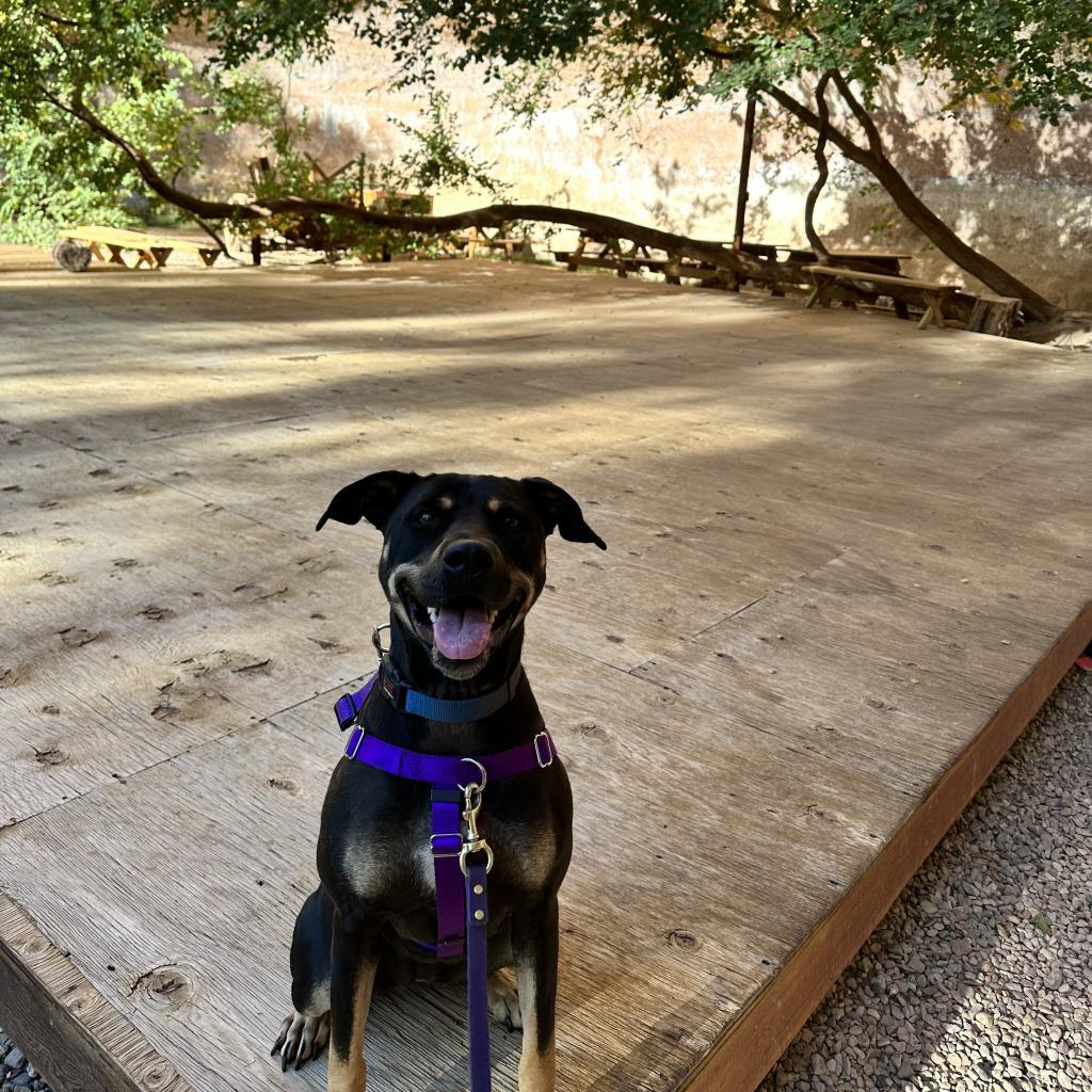 Virginia, an adoptable Shepherd in Kanab, UT, 84741 | Photo Image 6