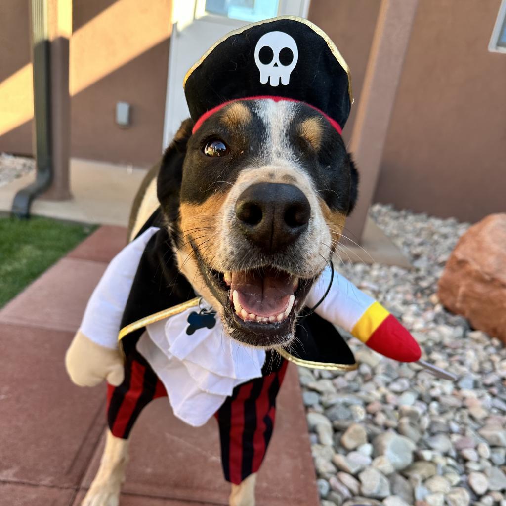 Eyesha, an adoptable Bernese Mountain Dog, Cattle Dog in Kanab, UT, 84741 | Photo Image 1