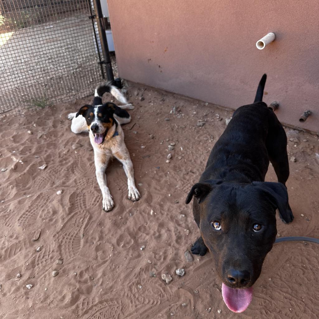 Eyesha, an adoptable Bernese Mountain Dog, Cattle Dog in Kanab, UT, 84741 | Photo Image 2