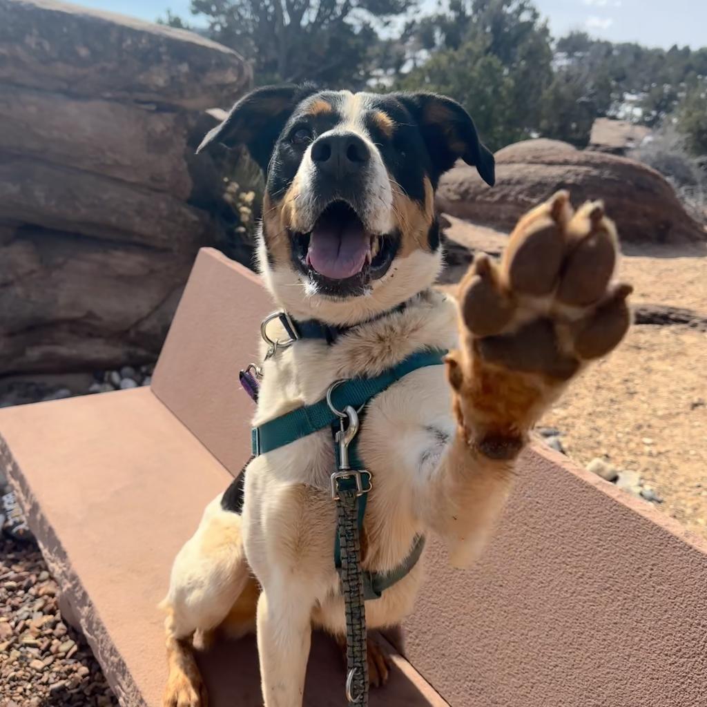 Eyesha, an adoptable Bernese Mountain Dog, Cattle Dog in Kanab, UT, 84741 | Photo Image 3