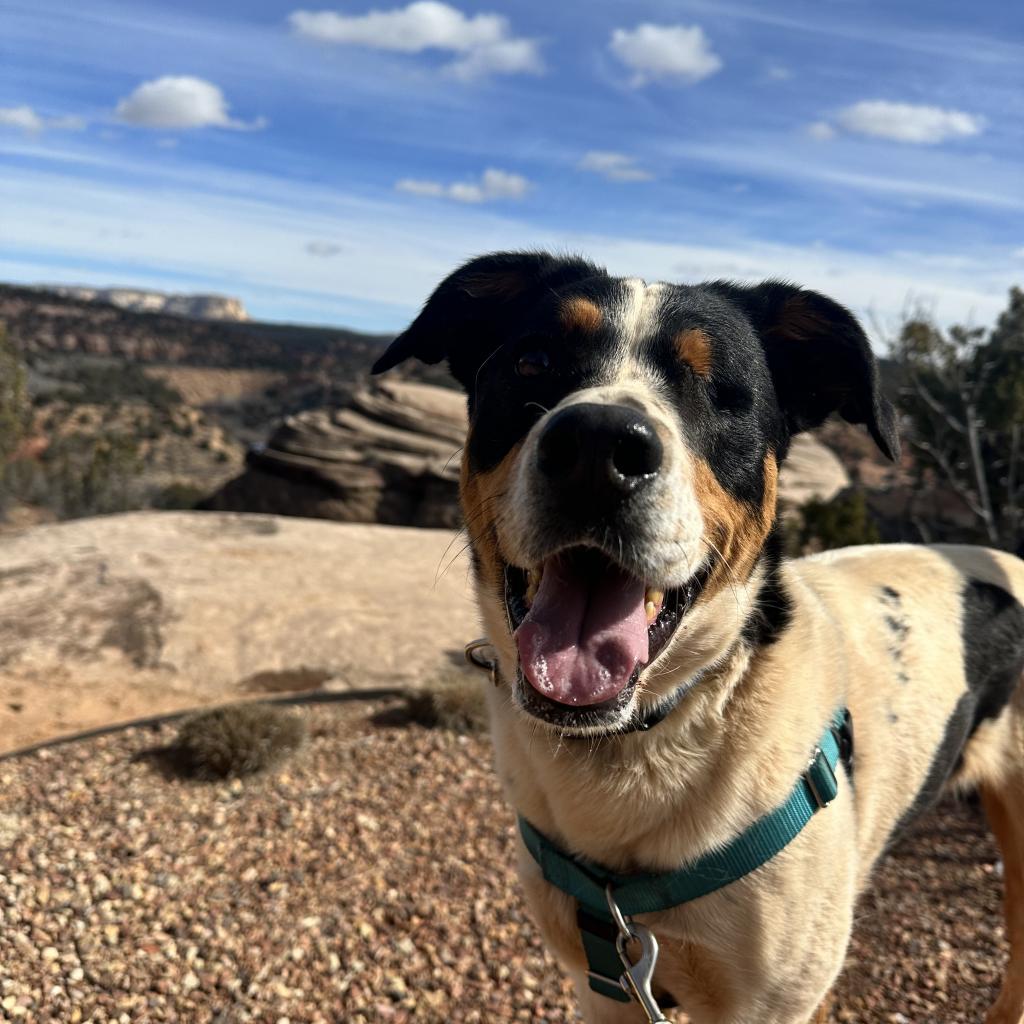 Eyesha, an adoptable Bernese Mountain Dog, Cattle Dog in Kanab, UT, 84741 | Photo Image 4