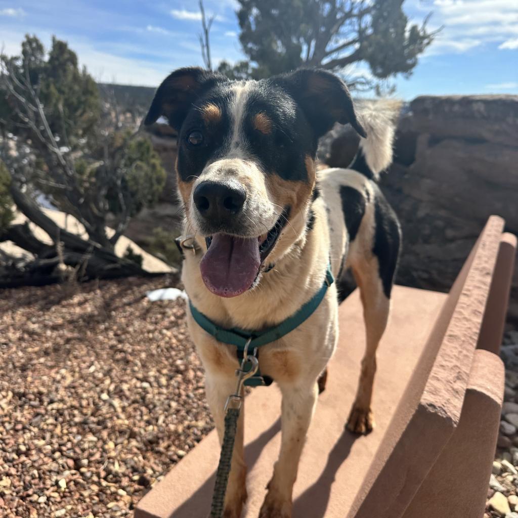 Eyesha, an adoptable Bernese Mountain Dog, Cattle Dog in Kanab, UT, 84741 | Photo Image 5