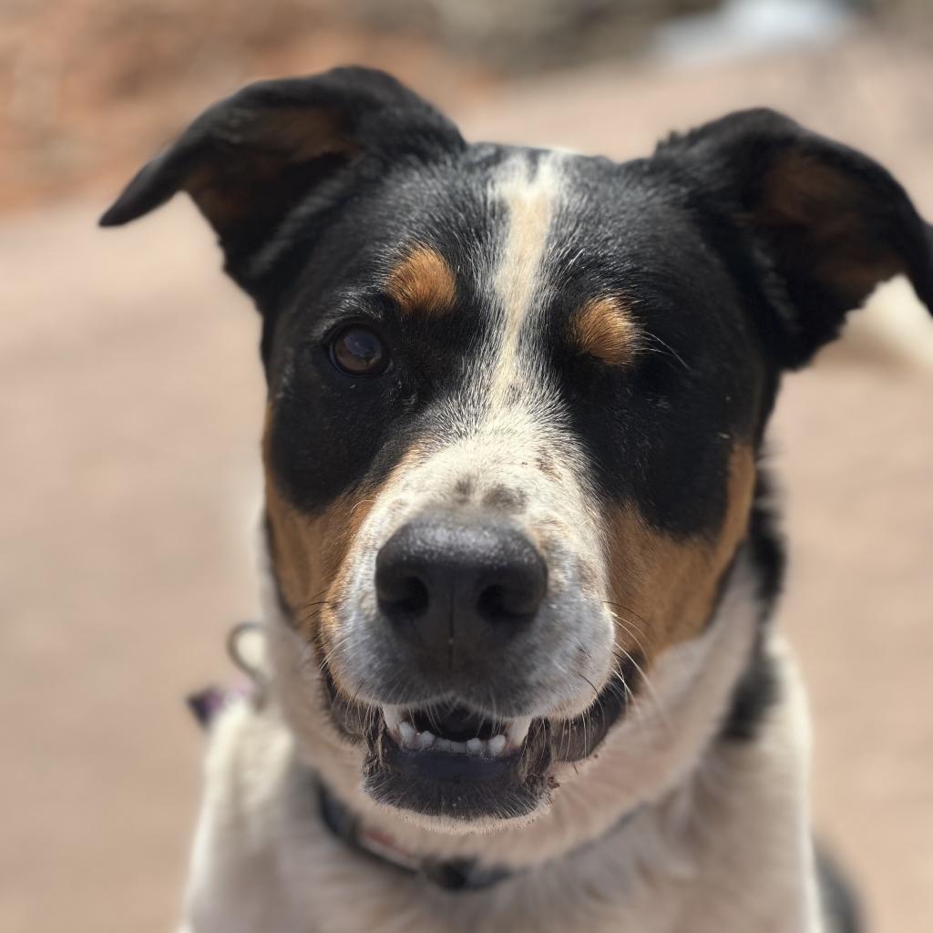 Eyesha, an adoptable Bernese Mountain Dog, Cattle Dog in Kanab, UT, 84741 | Photo Image 6