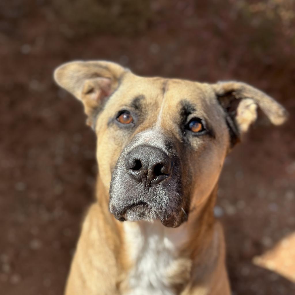 Roland, an adoptable Shepherd in Kanab, UT, 84741 | Photo Image 1