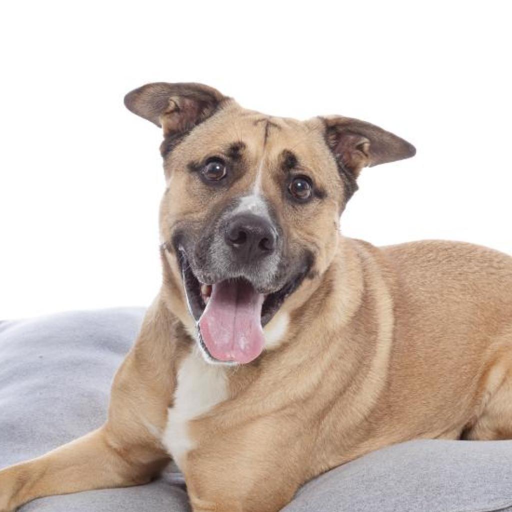 Roland, an adoptable Shepherd in Kanab, UT, 84741 | Photo Image 2