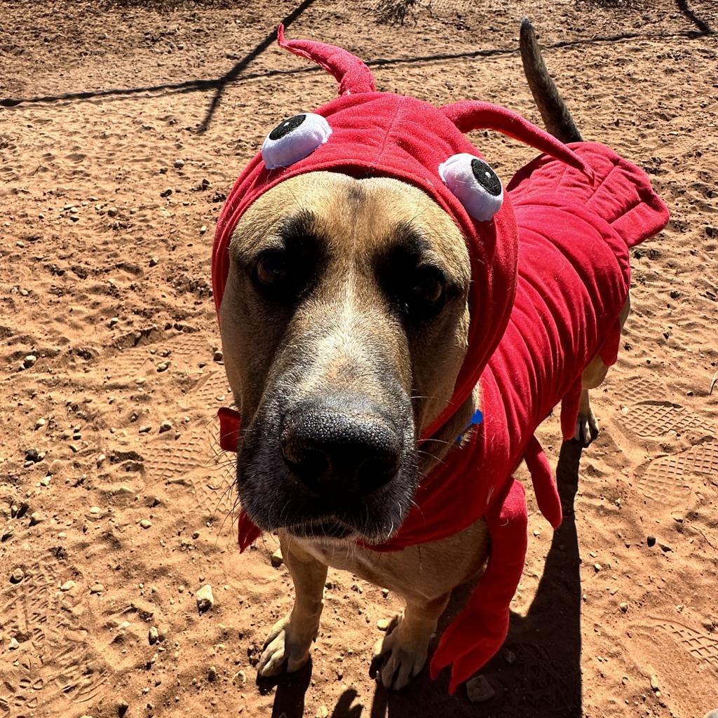 Roland, an adoptable Shepherd in Kanab, UT, 84741 | Photo Image 3