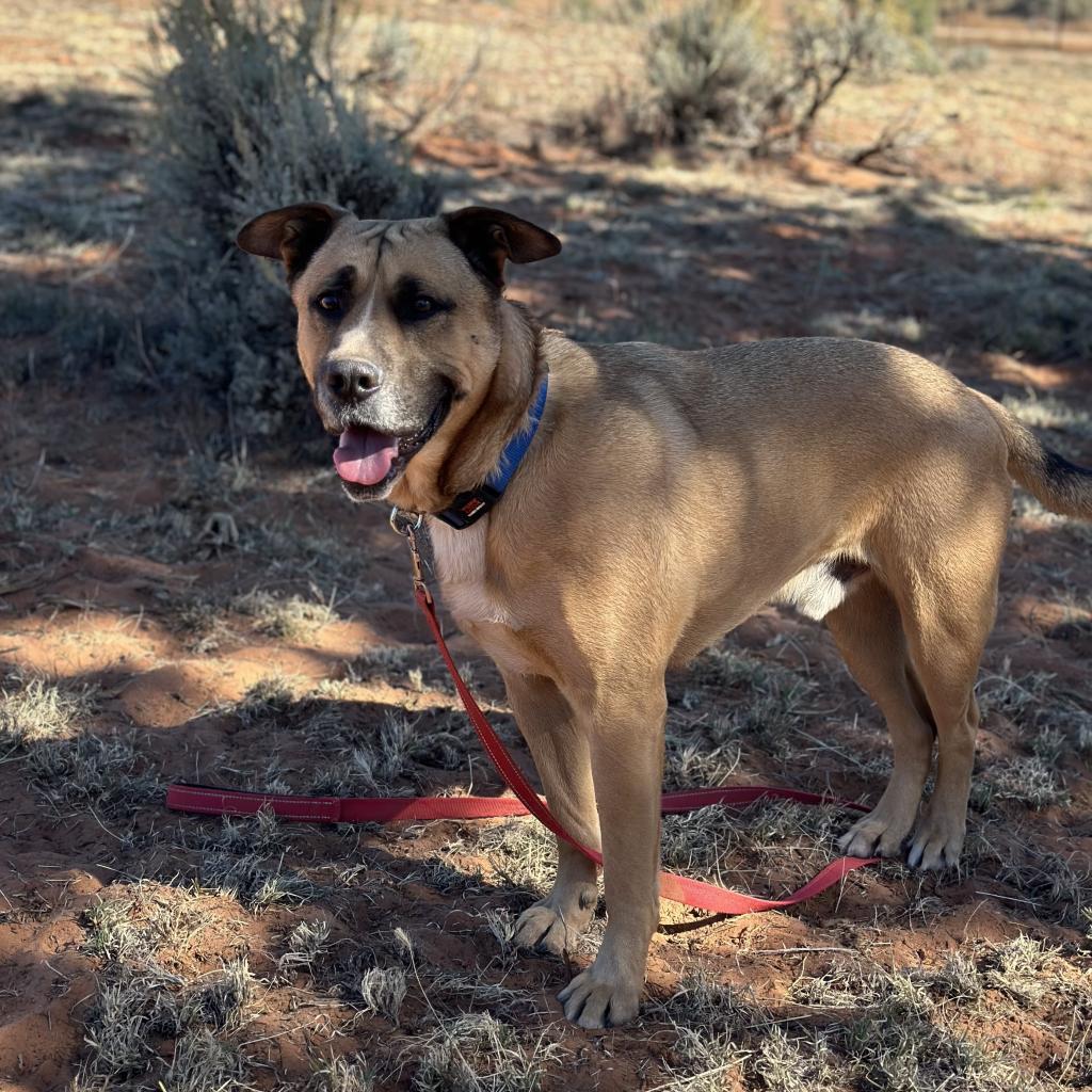 Roland, an adoptable Shepherd in Kanab, UT, 84741 | Photo Image 3