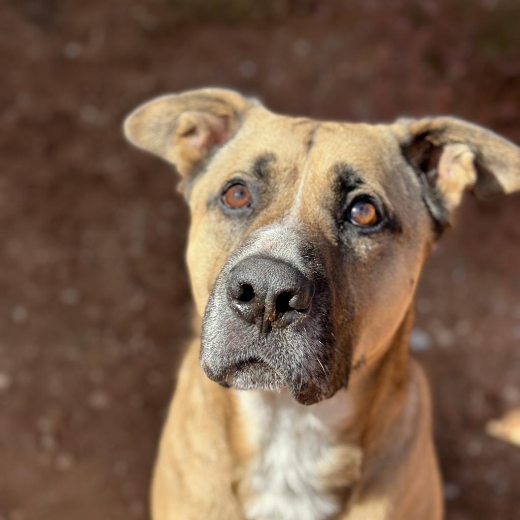 Roland, an adoptable Shepherd in Kanab, UT, 84741 | Photo Image 4