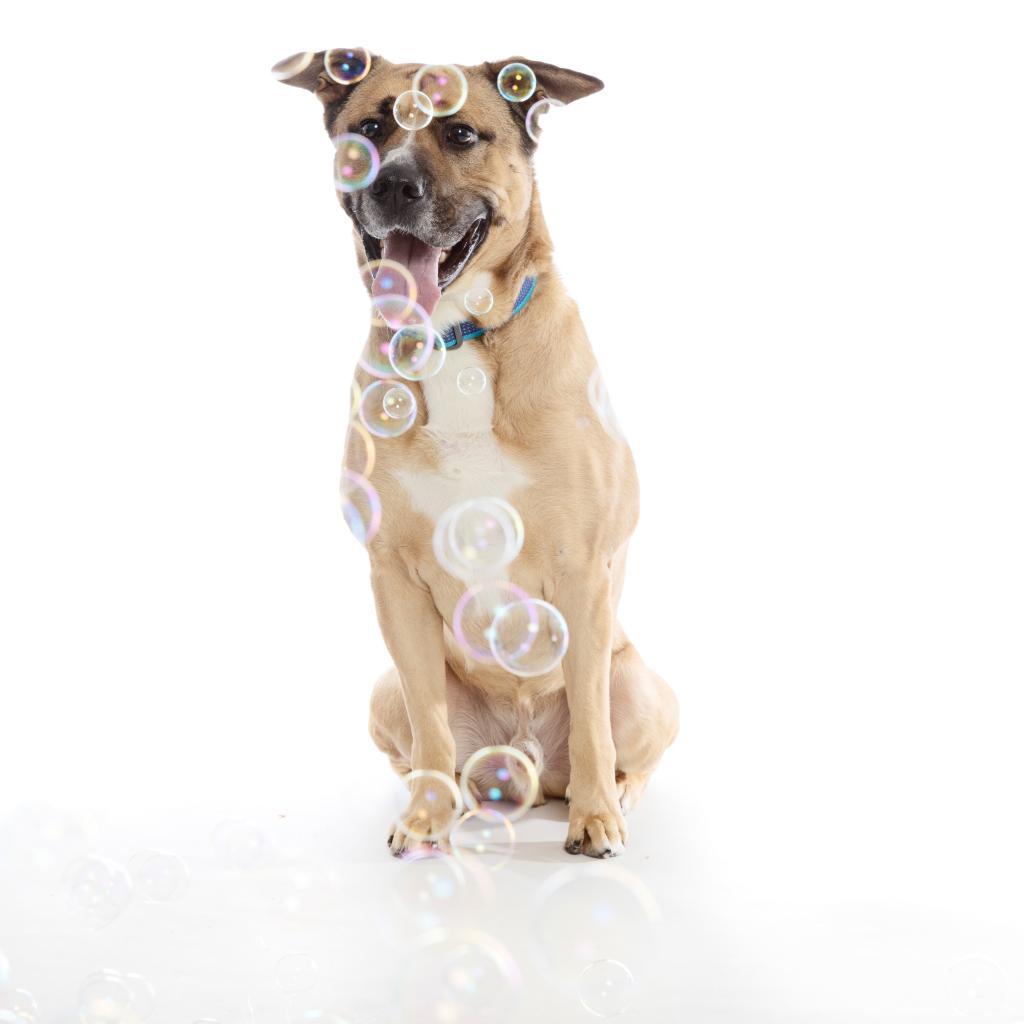 Roland, an adoptable Shepherd in Kanab, UT, 84741 | Photo Image 6