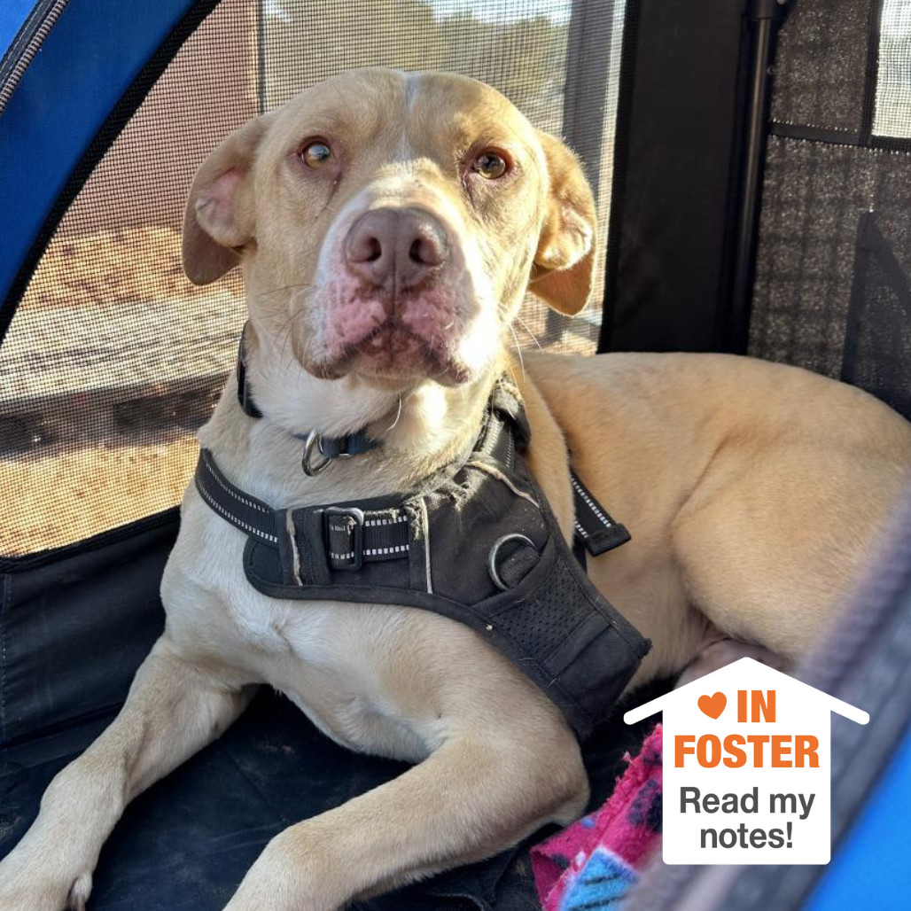 Bodie, an adoptable Pit Bull Terrier in Kanab, UT, 84741 | Photo Image 1