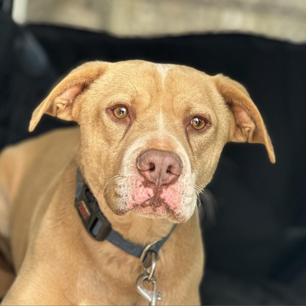 Bodie, an adoptable Pit Bull Terrier in Kanab, UT, 84741 | Photo Image 1