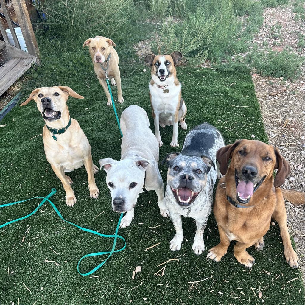 Bodie, an adoptable Pit Bull Terrier in Kanab, UT, 84741 | Photo Image 2