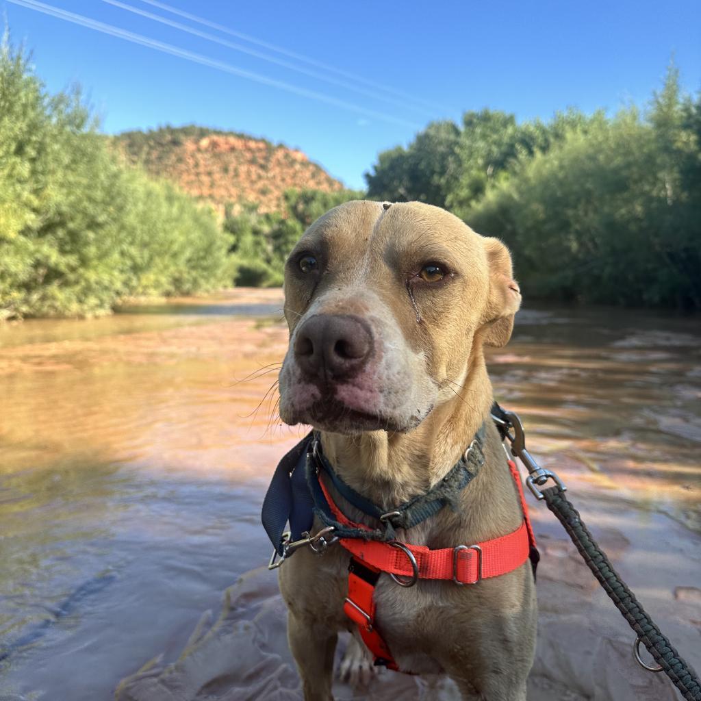 Bodie, an adoptable Pit Bull Terrier in Kanab, UT, 84741 | Photo Image 3
