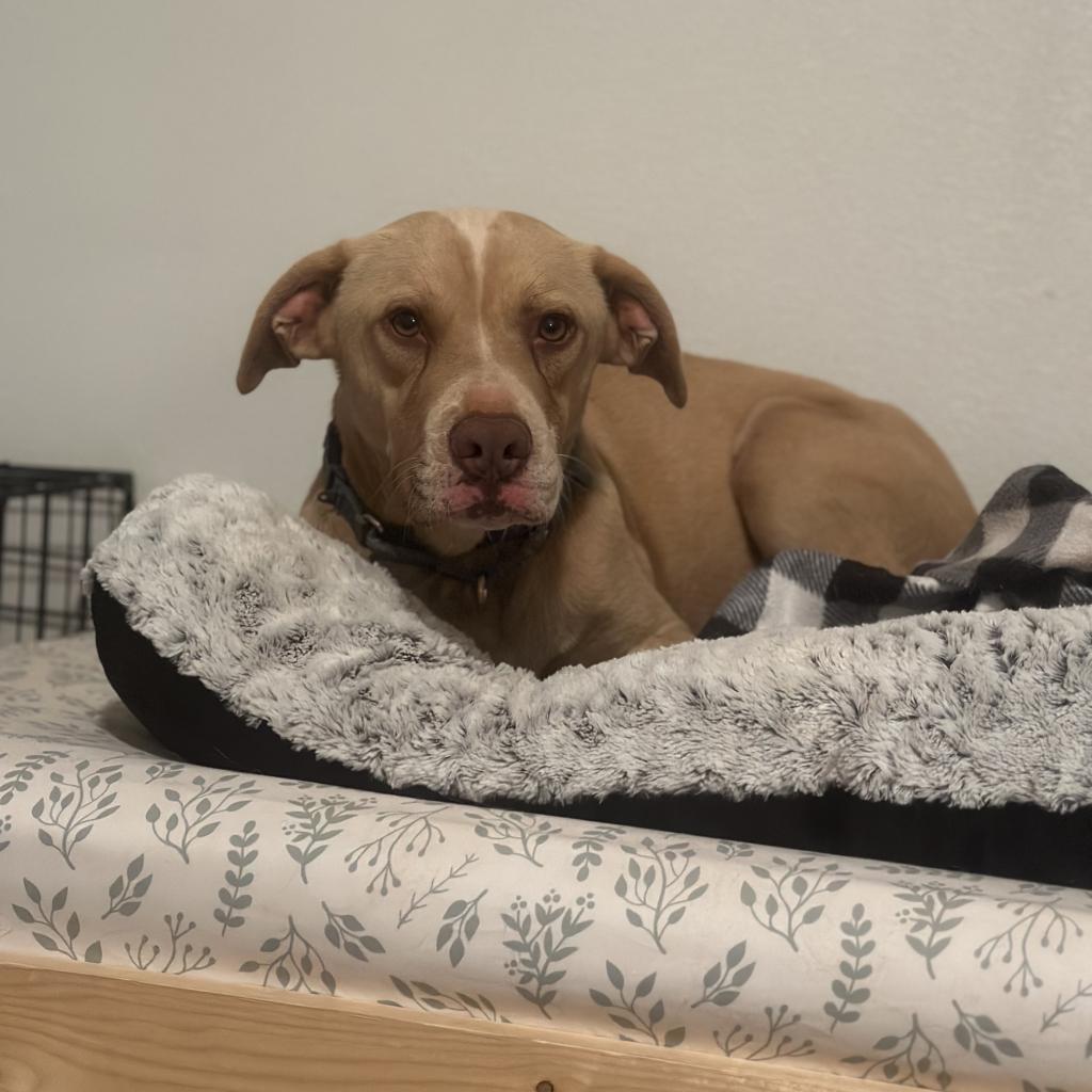 Bodie, an adoptable Pit Bull Terrier in Kanab, UT, 84741 | Photo Image 4