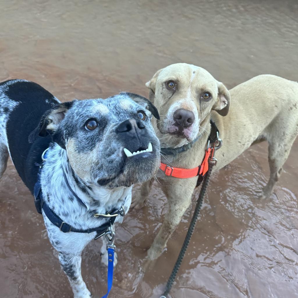 Bodie, an adoptable Pit Bull Terrier in Kanab, UT, 84741 | Photo Image 5
