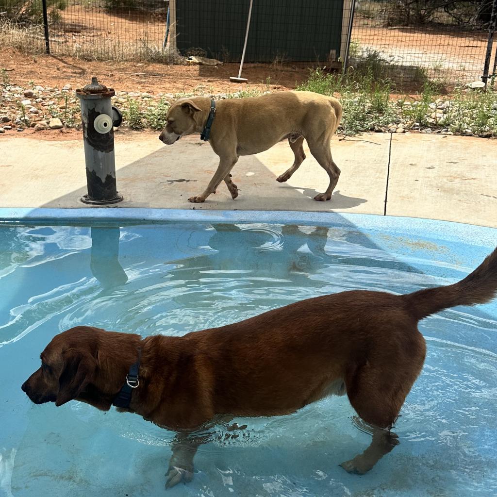 Bodie, an adoptable Pit Bull Terrier in Kanab, UT, 84741 | Photo Image 6