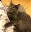 Kaia