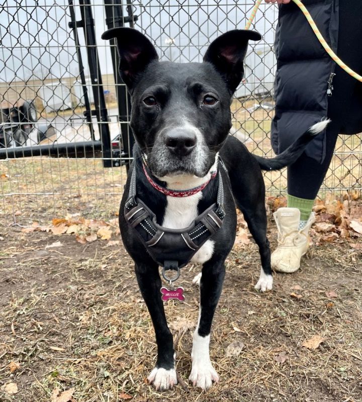 Millie - $20.23 Home for the Holidays Special Fee!, an adoptable Chocolate Labrador Retriever & Pit Bull Terrier Mix in Minneapolis, MN_image-2