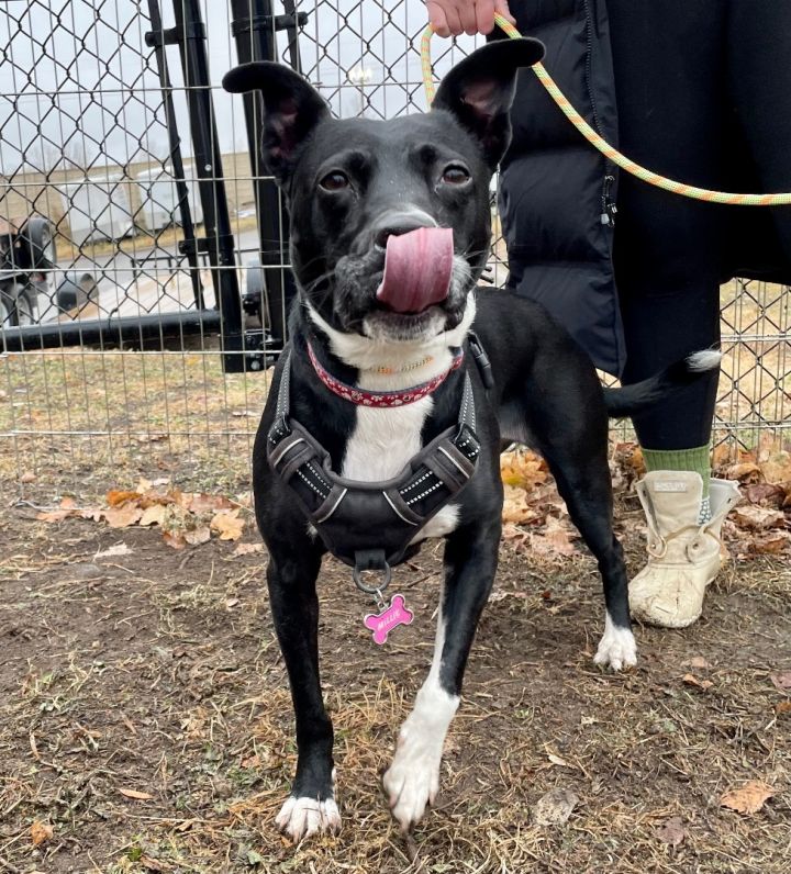 Millie - $20.23 Home for the Holidays Special Fee!, an adoptable Chocolate Labrador Retriever & Pit Bull Terrier Mix in Minneapolis, MN_image-4