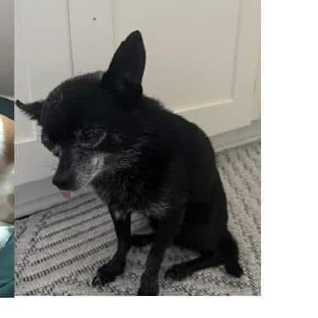 Roscoe - MISSING, an adoptable Chihuahua in Lynchburg, VA, 24502 | Photo Image 1