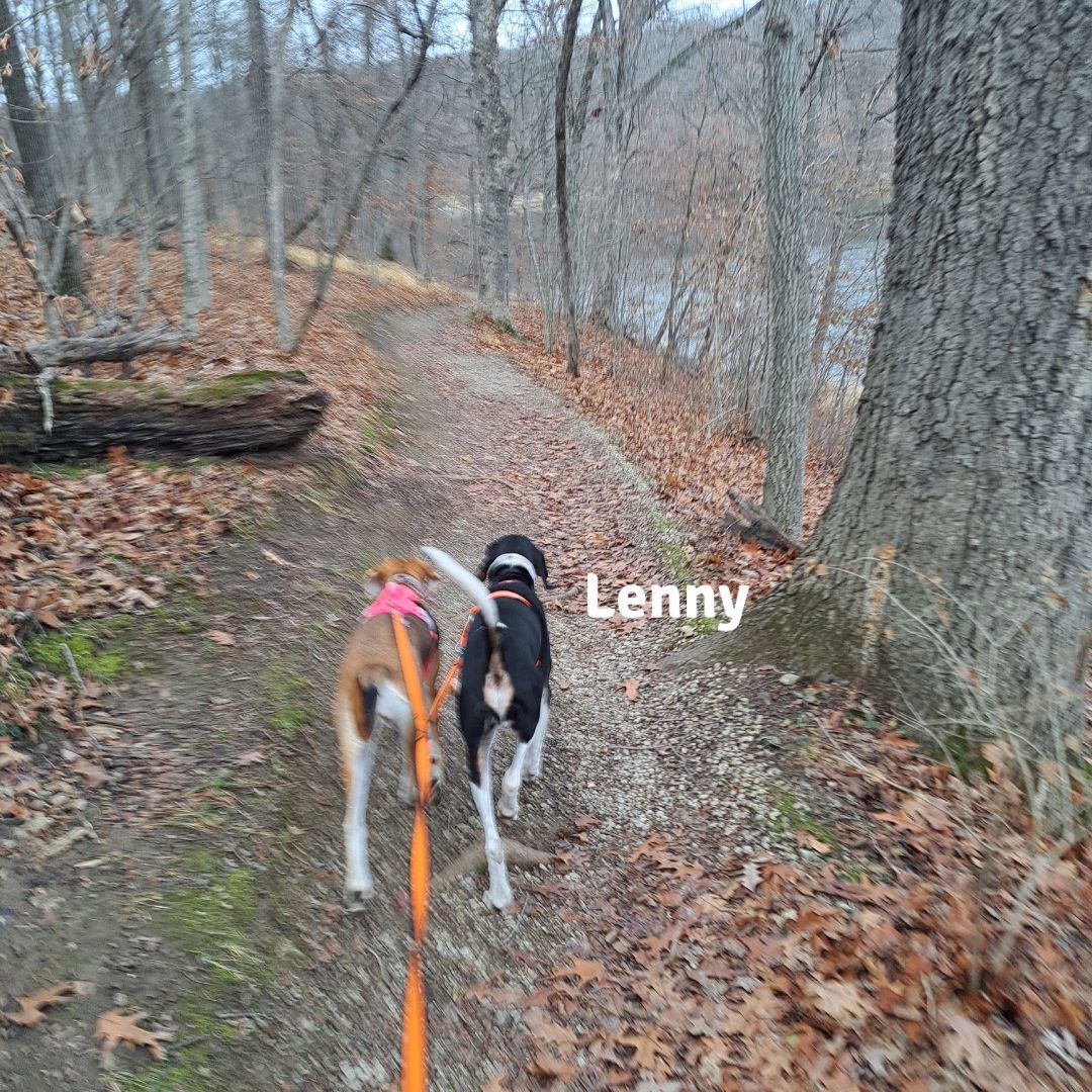 Lenny-Busy Bee-Long term doggy