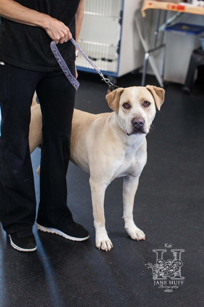 Kai, an adoptable Labrador Retriever, Mixed Breed in Crandon, WI, 54520 | Photo Image 1
