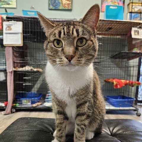 Truffles, an adoptable Domestic Short Hair in Las Vegas, NV, 89146 | Photo Image 1