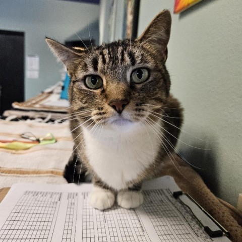 Truffles, an adoptable Domestic Short Hair in Las Vegas, NV, 89146 | Photo Image 2