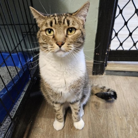 Truffles, an adoptable Domestic Short Hair in Las Vegas, NV, 89146 | Photo Image 3