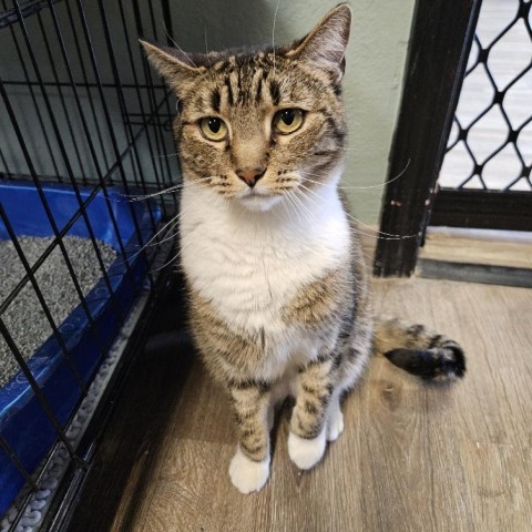 Truffles, an adoptable Domestic Short Hair in Las Vegas, NV, 89146 | Photo Image 4