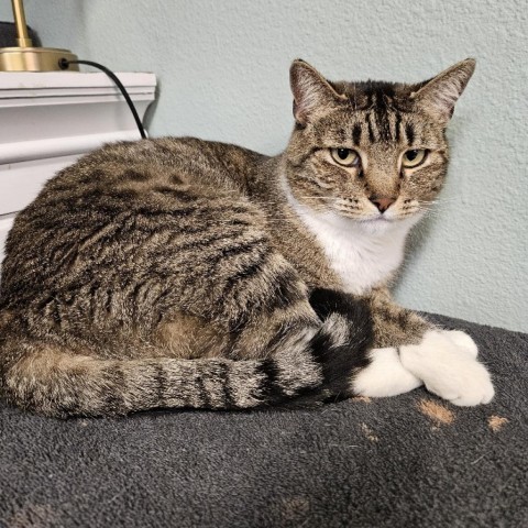 Truffles, an adoptable Domestic Short Hair in Las Vegas, NV, 89146 | Photo Image 5