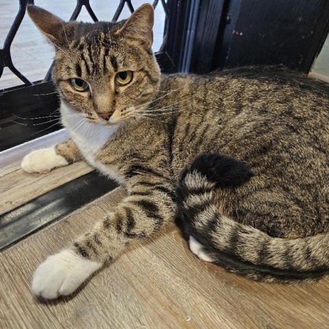 Truffles, an adoptable Domestic Short Hair in Las Vegas, NV, 89146 | Photo Image 5