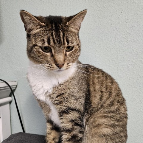 Truffles, an adoptable Domestic Short Hair in Las Vegas, NV, 89146 | Photo Image 6