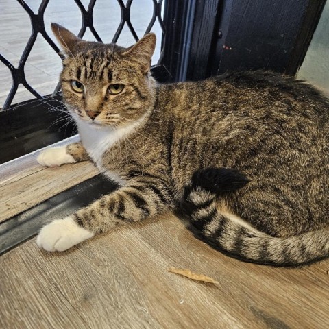 Truffles, an adoptable Domestic Short Hair in Las Vegas, NV, 89146 | Photo Image 6