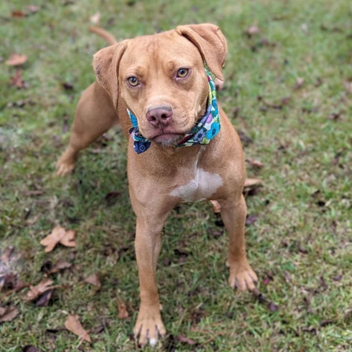 Goldie, an adoptable Pit Bull Terrier Mix in Helena, AL_image-4