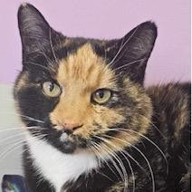 Queen B, an adoptable Domestic Short Hair in Grinnell, IA, 50112 | Photo Image 6