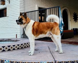 **Romo**, Adult Male unknown