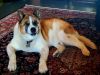 **Romo** photo 2