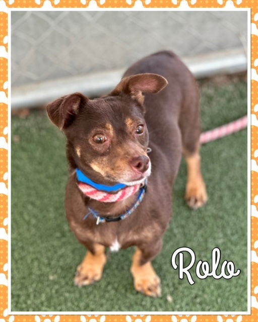 Rolo Candy Boy/ Jojo - ~