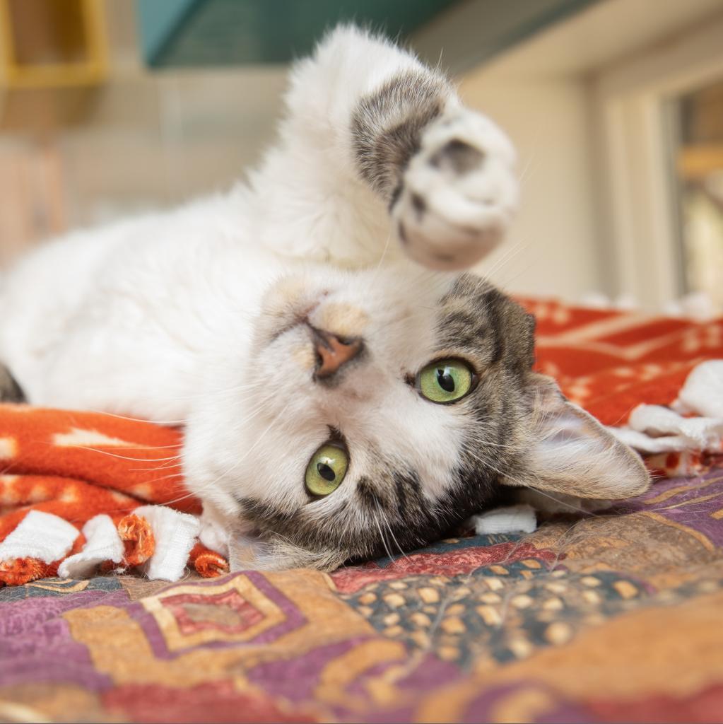 Kane, an adoptable Domestic Short Hair in Kanab, UT, 84741 | Photo Image 1